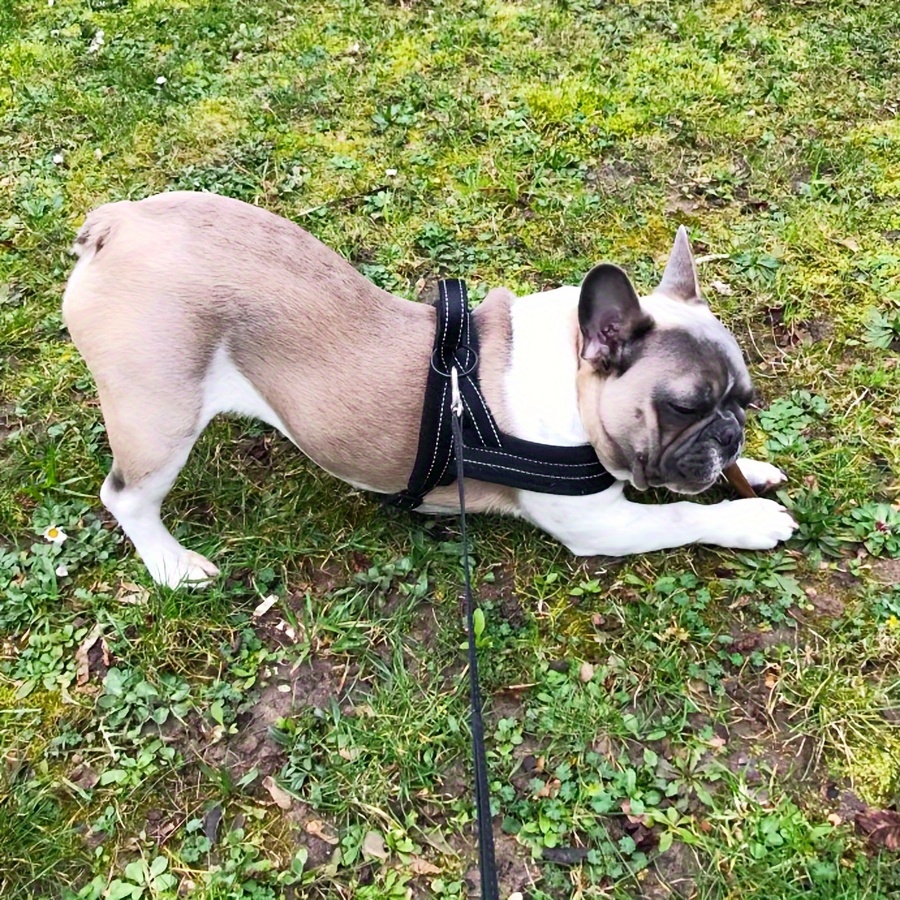 No Pull Quick Fit Reflective Dog Harness Reflective Comfortable Lining Dog Harness