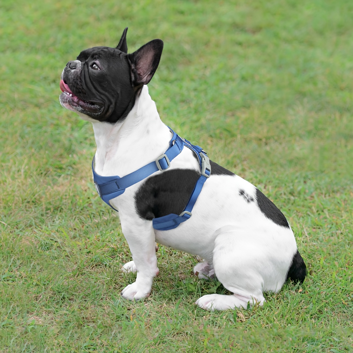 WAOPET Breathable Comfortable Adjustable Macaron Dog Harness Chest Back Strap Anti-Escape Pet Harness Suitable for Medium Small Dogs Outdoor Traction Vest, Without Battery